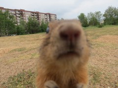 Spermophilus citellus