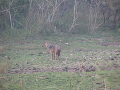 Canis aureus indicus
