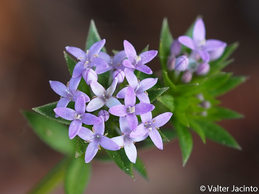 field-madder-plants-of-saxony-inaturalist