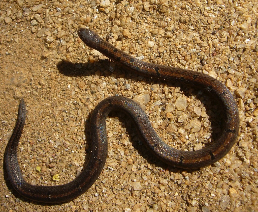 Reed-like Kukri Snake