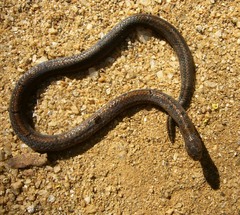 Oligodon calamarius