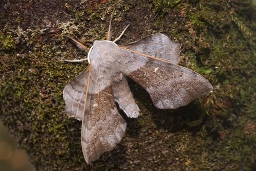 Poplar Hawkmoth