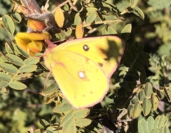 Colias fieldii