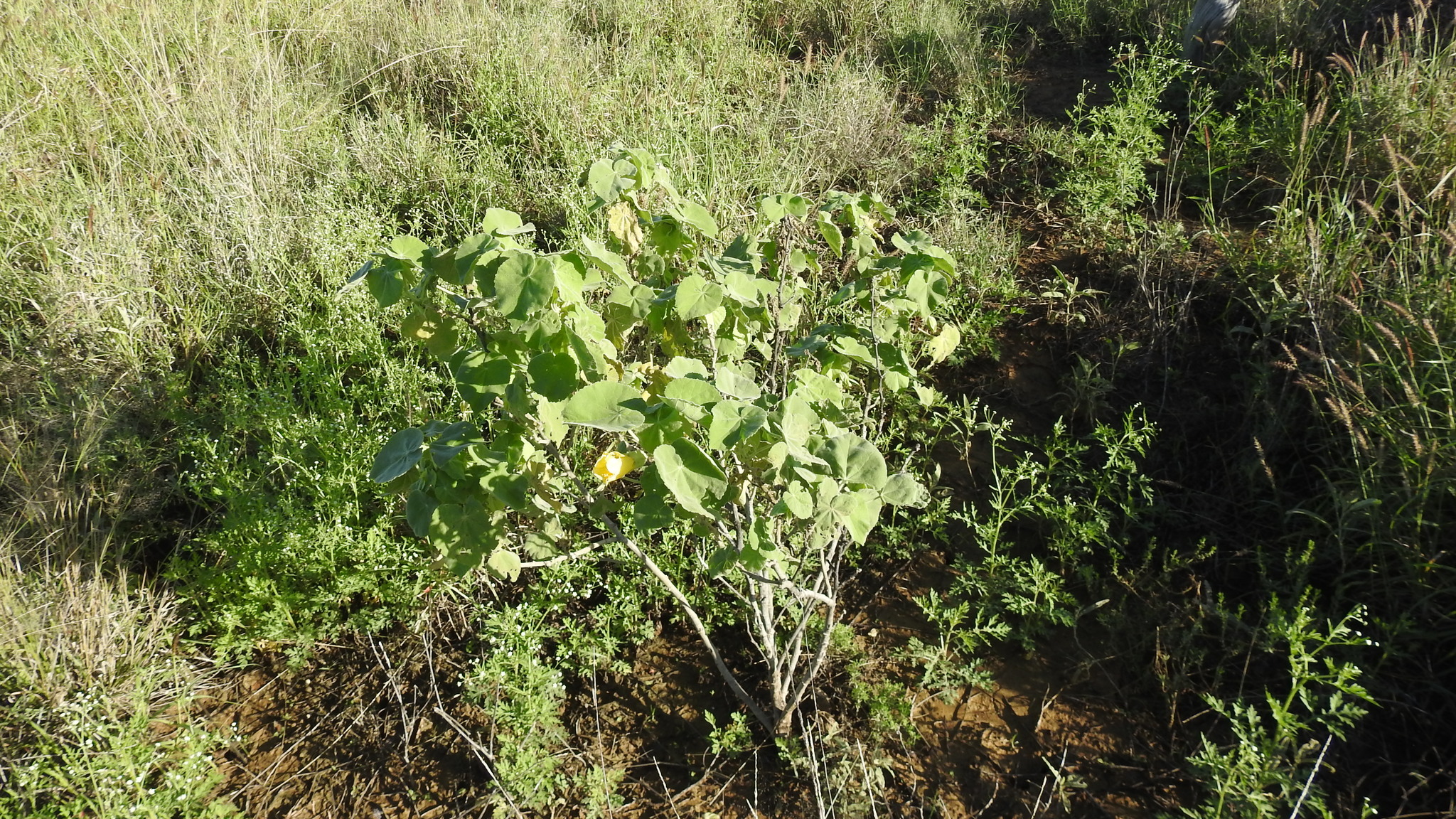 Abutilon nobile Domin