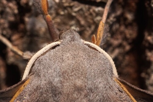 Poplar Hawkmoth