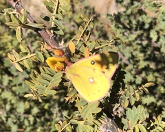 Colias fieldii