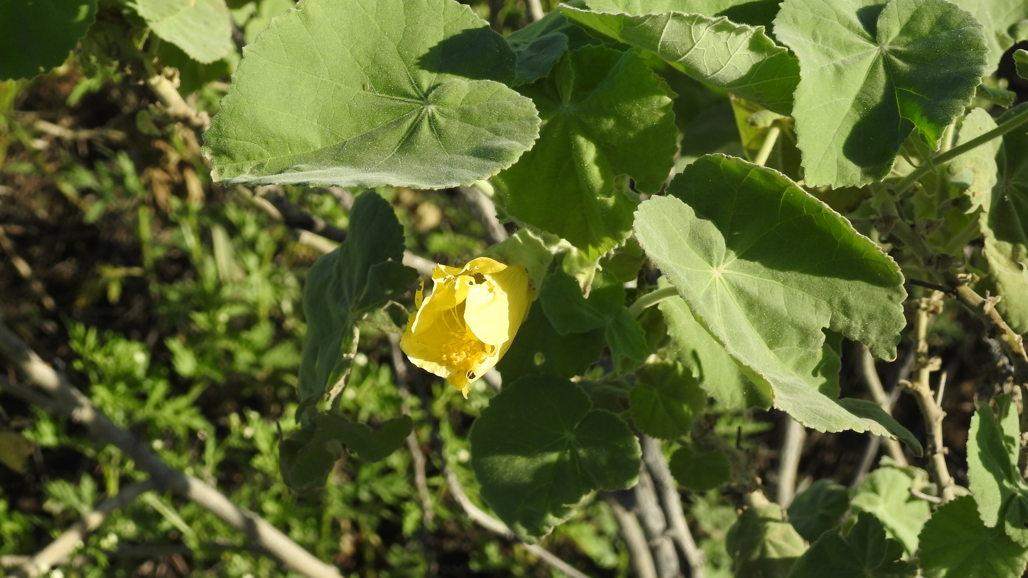 Abutilon nobile Domin 2