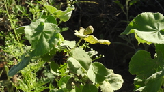 Abutilon nobile