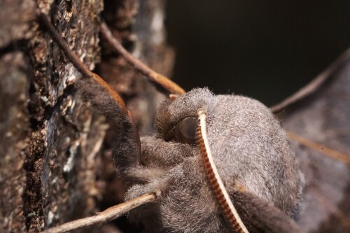 Poplar Hawkmoth