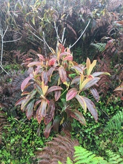 Miconia robinsoniana