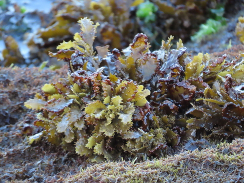 Sargassum aquifolium observed 2025-09-05