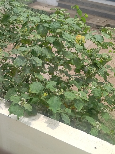 Solanum torvum iNat (2)