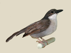 Pink-Footed Puffback photo 3