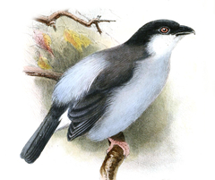 Pink-Footed Puffback photo 2