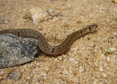 Oligodon sublineatus