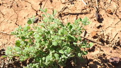 Chenopodium desertorum