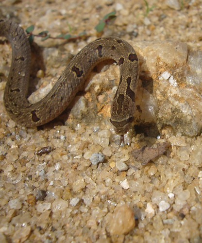 Duméril's Kukri Snake, Oligodon sublineatus