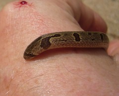 Oligodon sublineatus