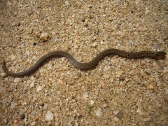 Oligodon sublineatus