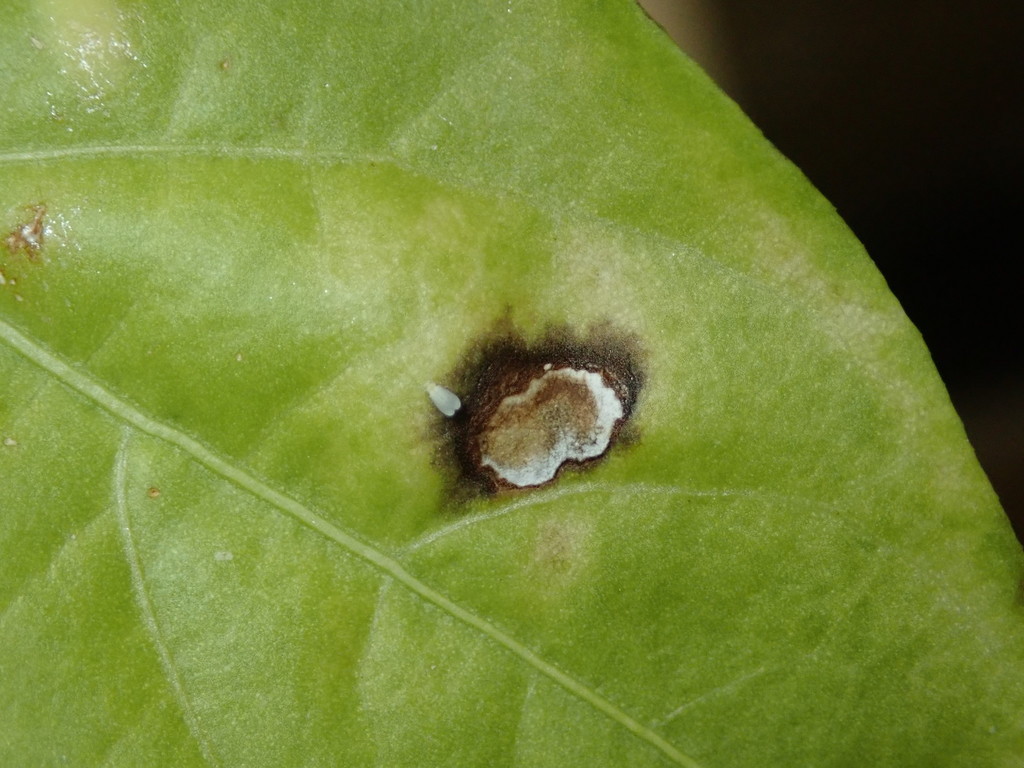 Stemphylium lycopersici