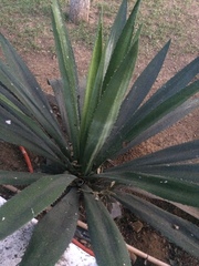 Agave
