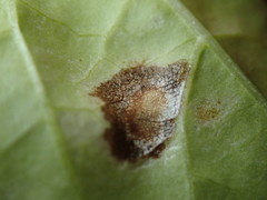 Stemphylium lycopersici