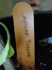 Stemphylium lycopersici