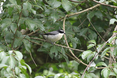 Bocage's Bushshrike photo 2