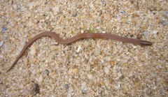 Aspidura brachyorrhos