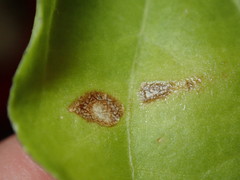 Stemphylium lycopersici