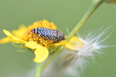 Acmaeodera haemorrhoa