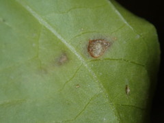 Stemphylium lycopersici
