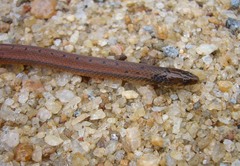 Aspidura brachyorrhos