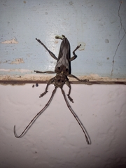 Rhaphiptera nodifera