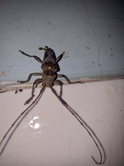 Rhaphiptera nodifera