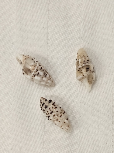 Cerithium scabridum