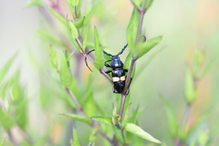 Lissonotus flavocinctus puncticollis