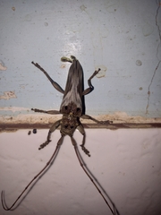 Rhaphiptera nodifera