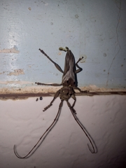 Rhaphiptera nodifera