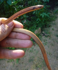 Aspidura brachyorrhos