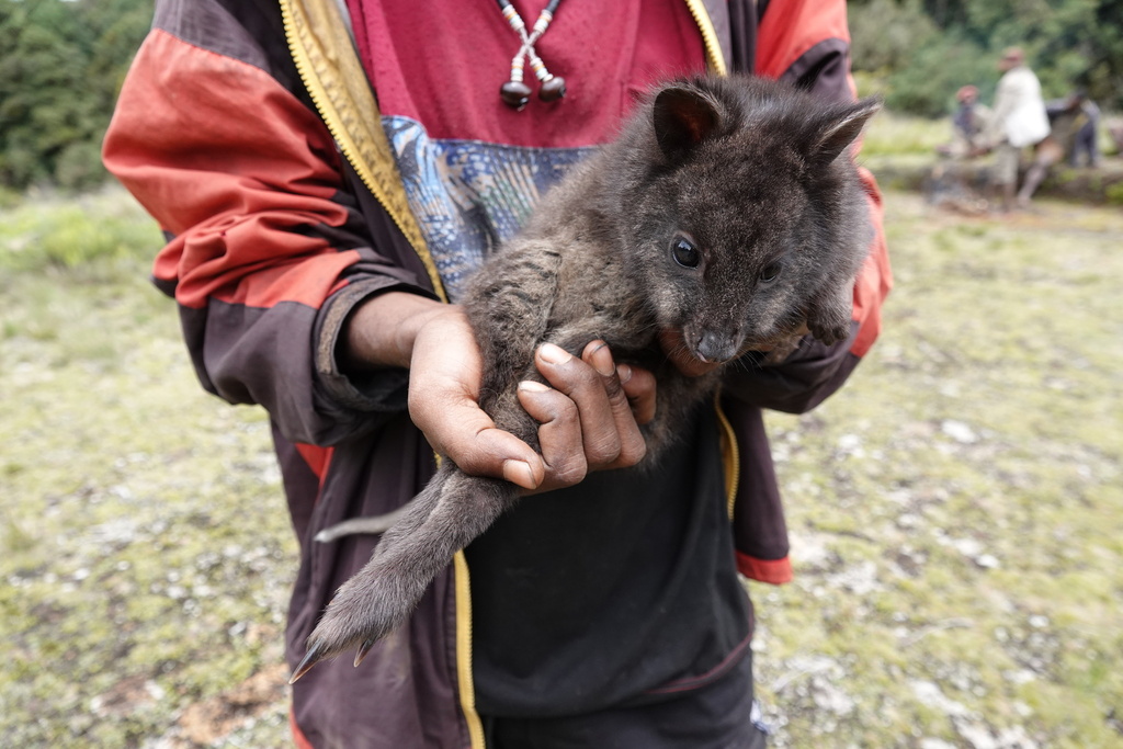 New Guinea Pademelon
