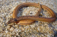 Aspidura brachyorrhos