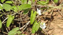 Ipomoea racemigera