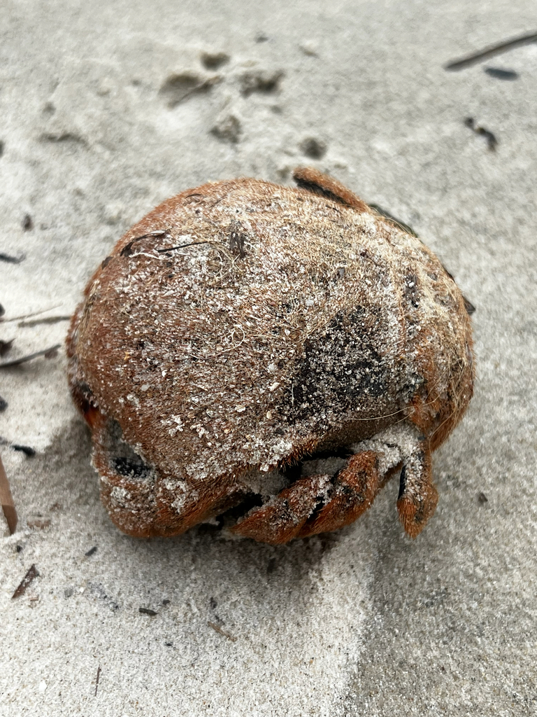Bristled sponge crab