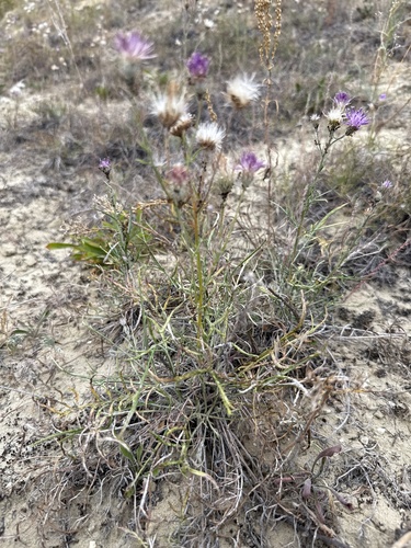 Jurinea polyclonos, photograph 5