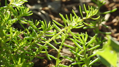 Sclerolaena muricata