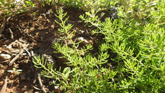 Sclerolaena muricata