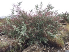 Ceanothus leucodermis