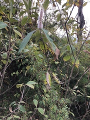 Leucosceptrum canum