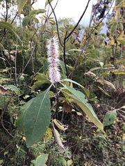 Leucosceptrum canum